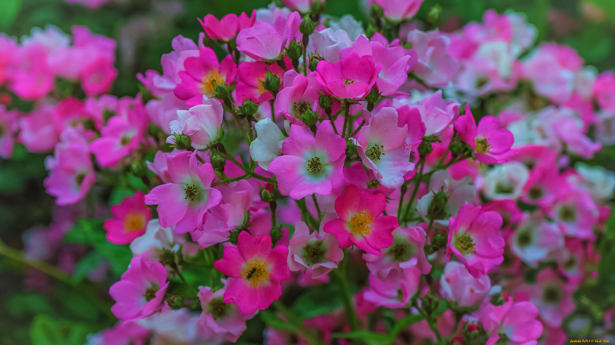 цветы, розы, цветение, листья, розовая, роза, лепестки