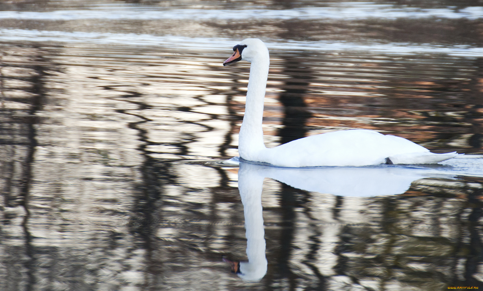 животные, лебеди, лебедь, белый, перья, вода