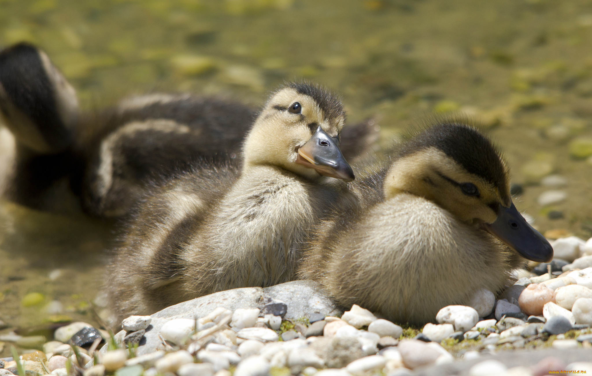 животные, утки, птица, детки, малыши