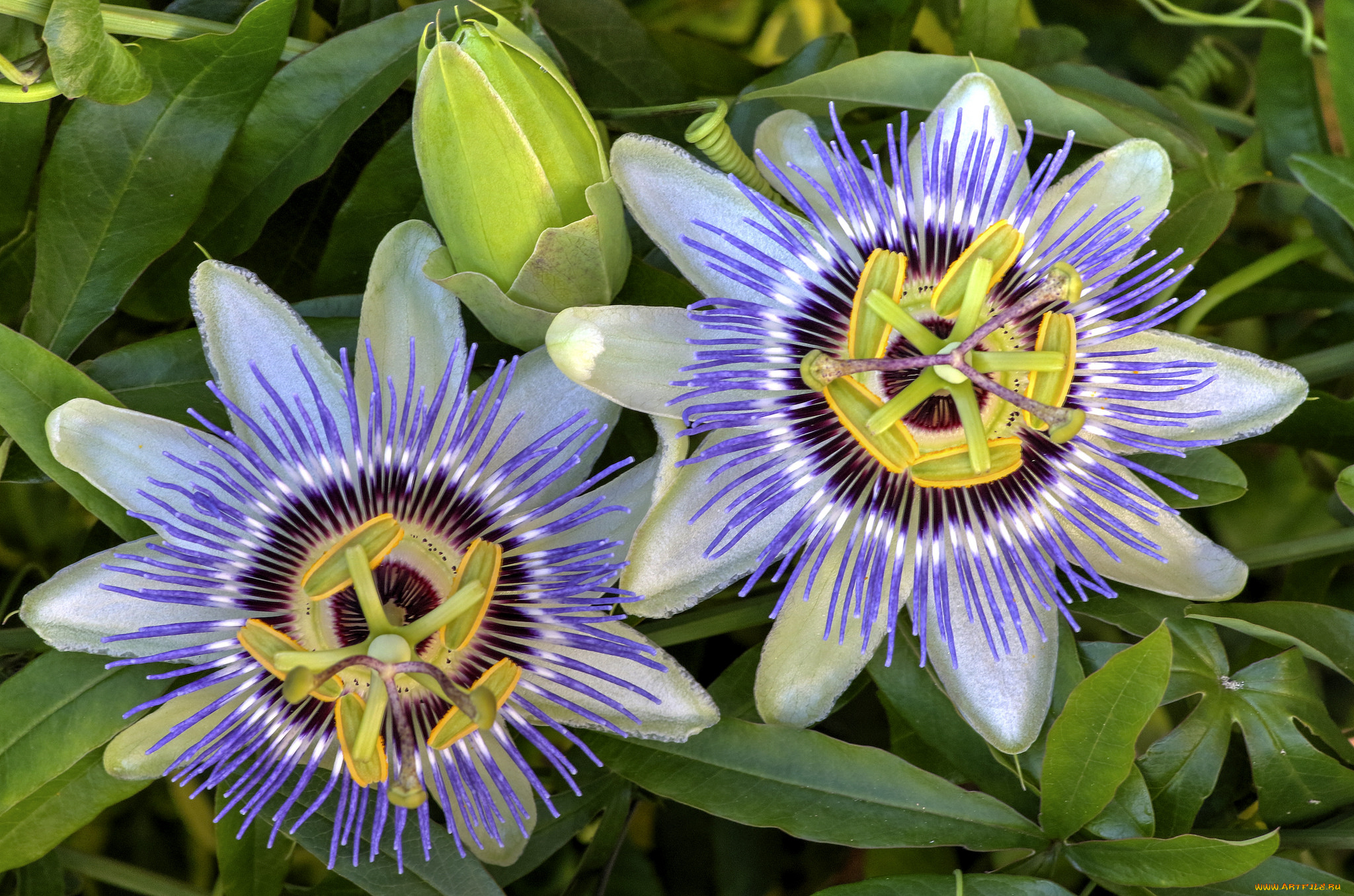 цветы, пассифлора, цветение
