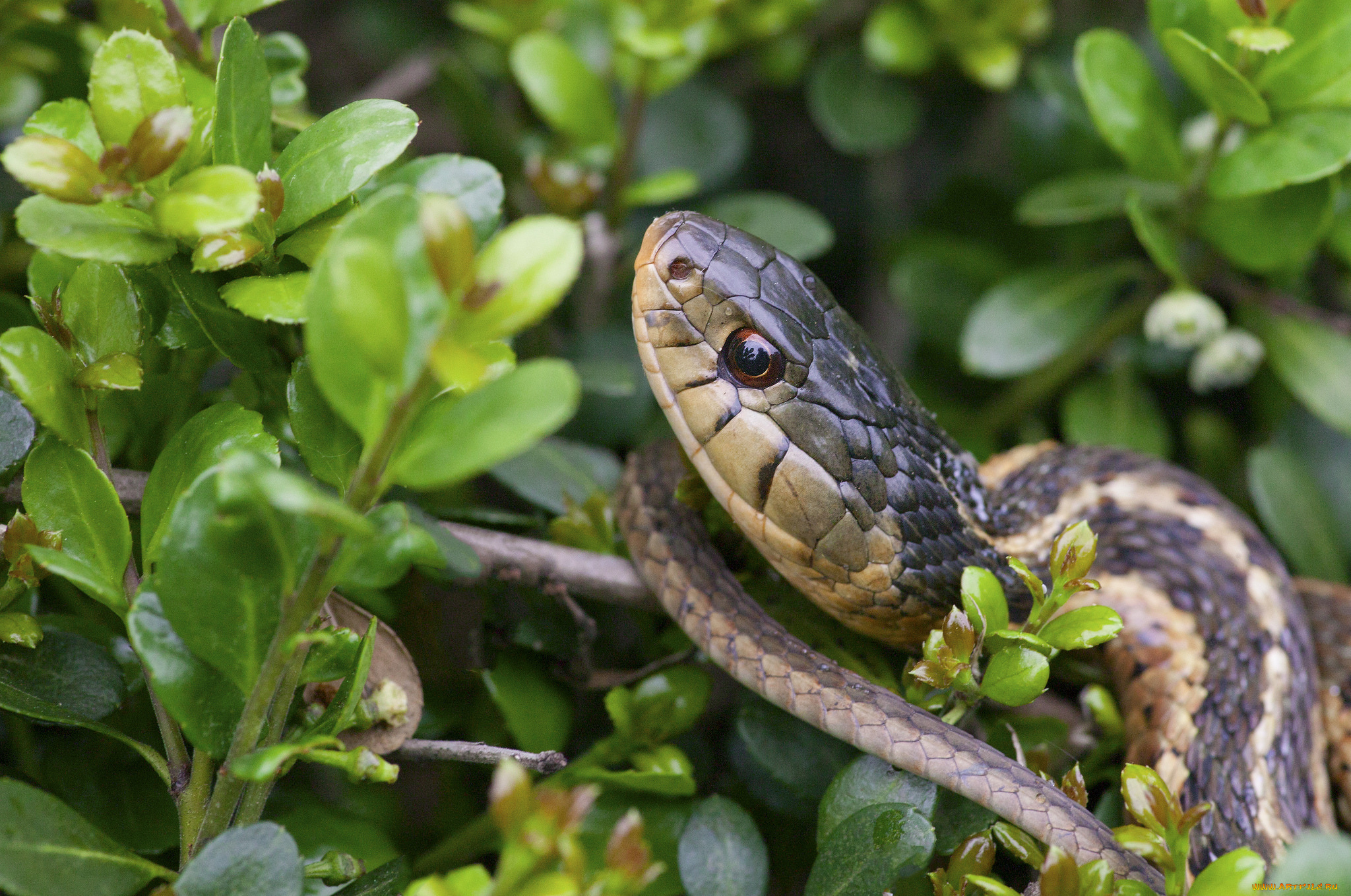 животные, змеи, , питоны, , кобры, листья, ветка, змея