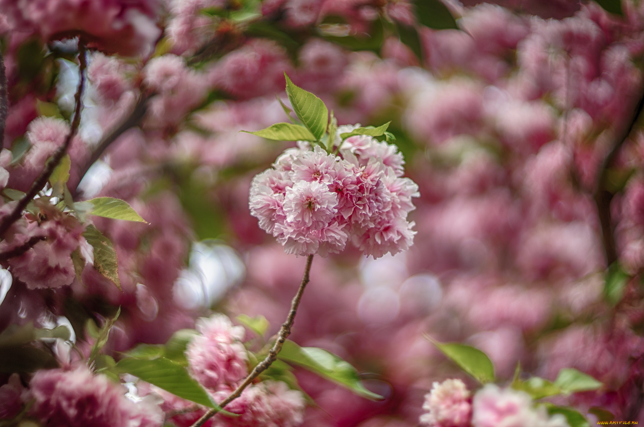 цветы, цветущие, деревья, , , кустарники, цветущая, веточка, цветки, листья, ветка