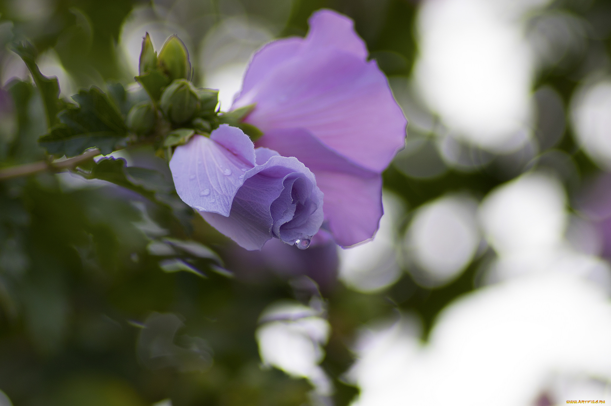 цветы, гибискусы, тычинки, цветение, ярко, гибискус, лепестки, листики