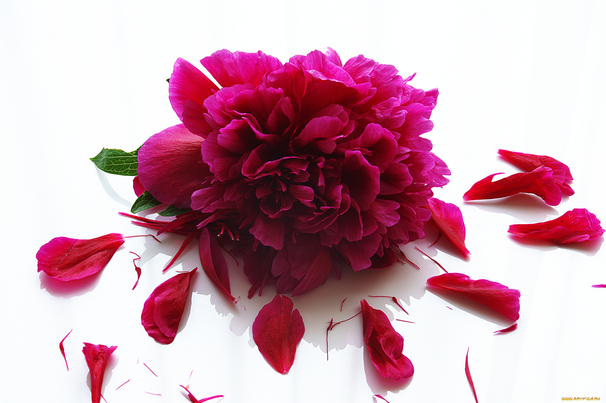 цветы, пионы, цветение, листья, лепестки, бутон, пион