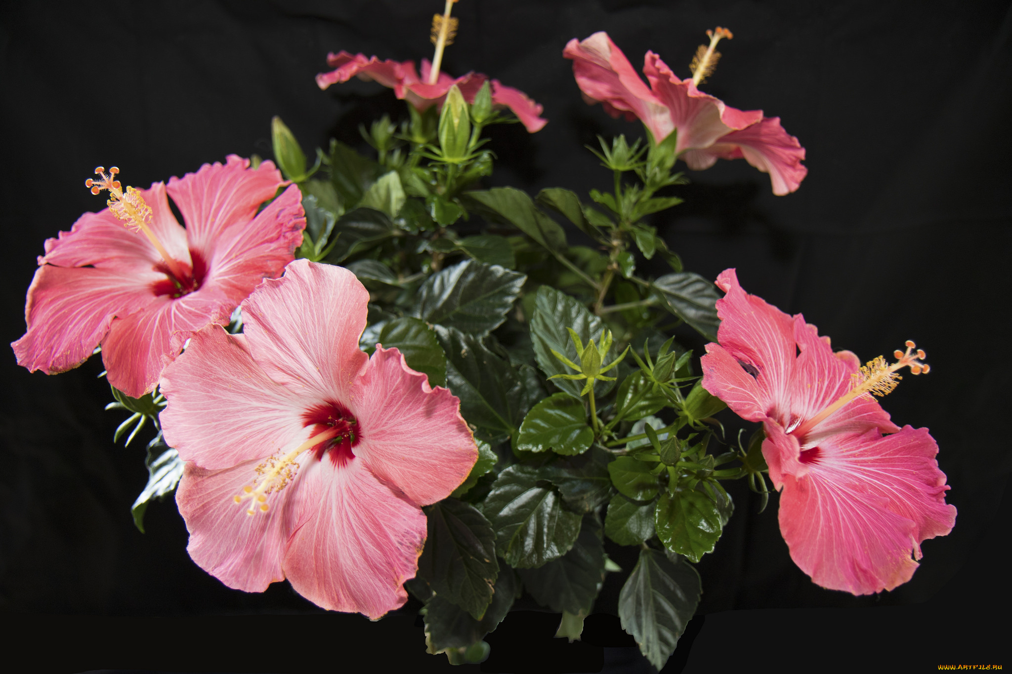 цветы, гибискусы, листики, лепестки, ярко, цветение, тычинки, гибискус