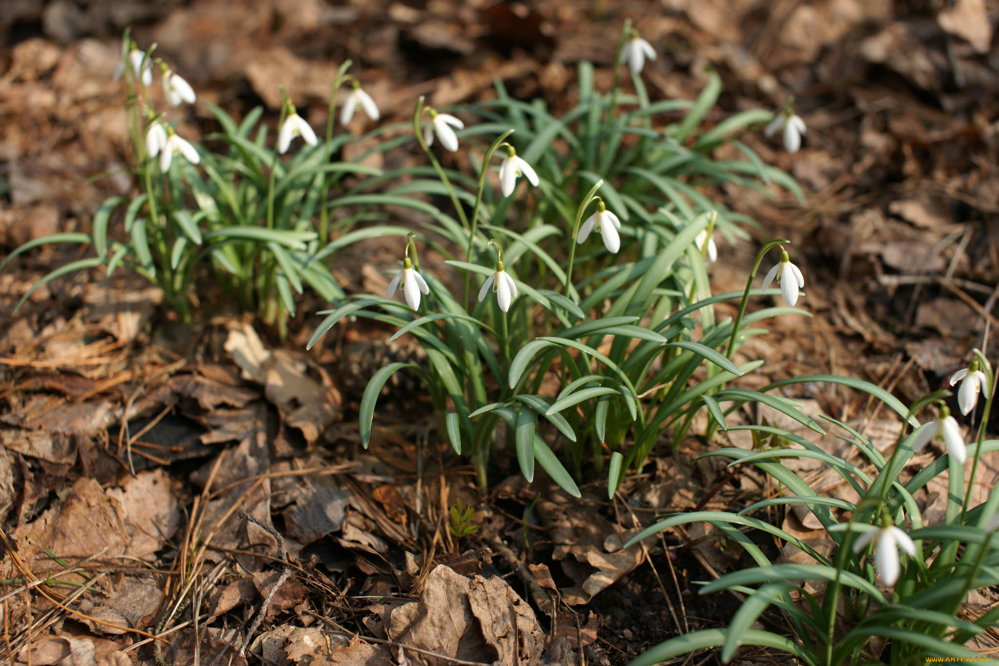 цветы, ландыши, ландыш, цветение, листья, лес, весна
