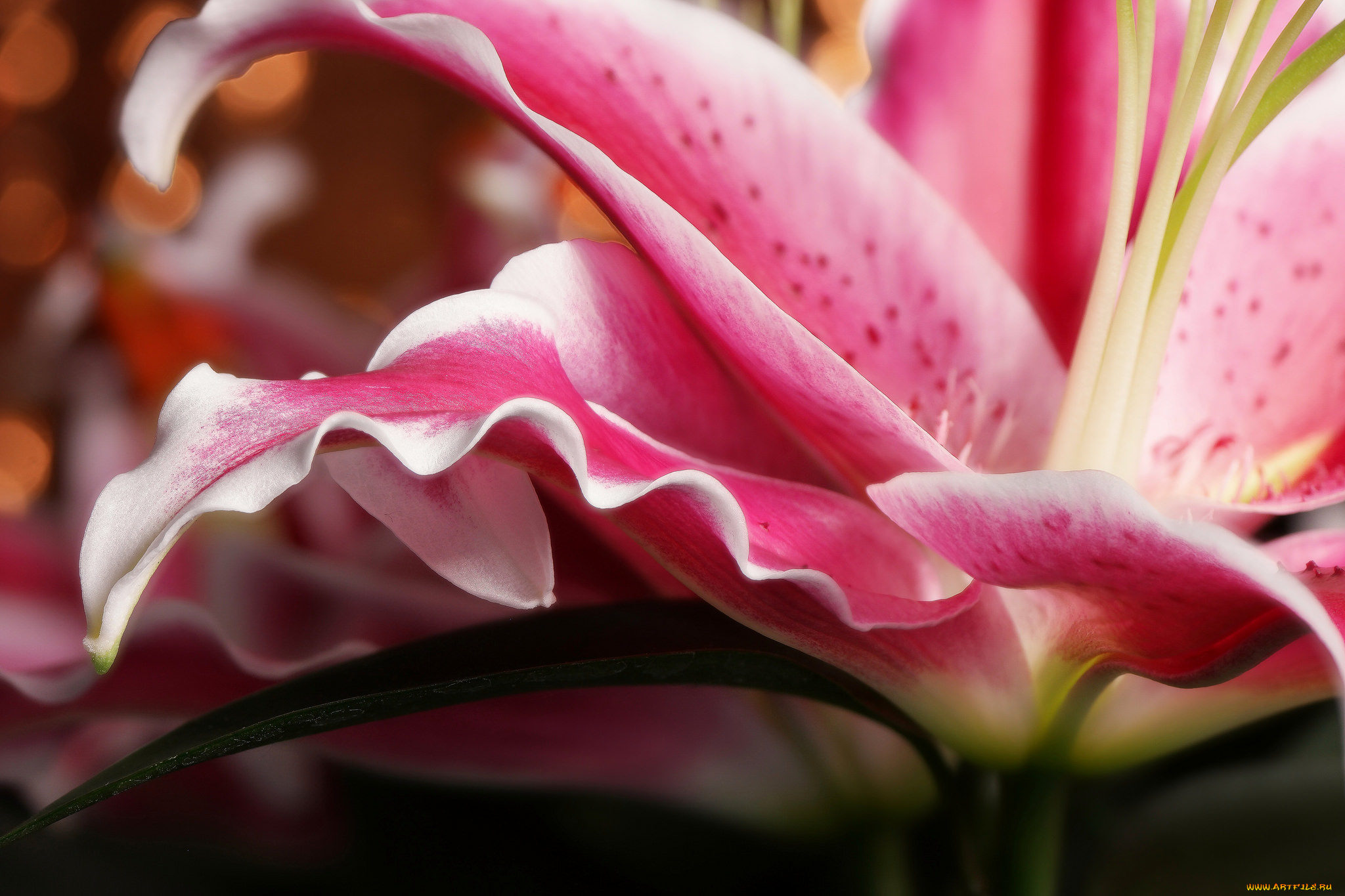 цветы, лилии, , лилейники, bloom, lily, petals, лепестки, цветение