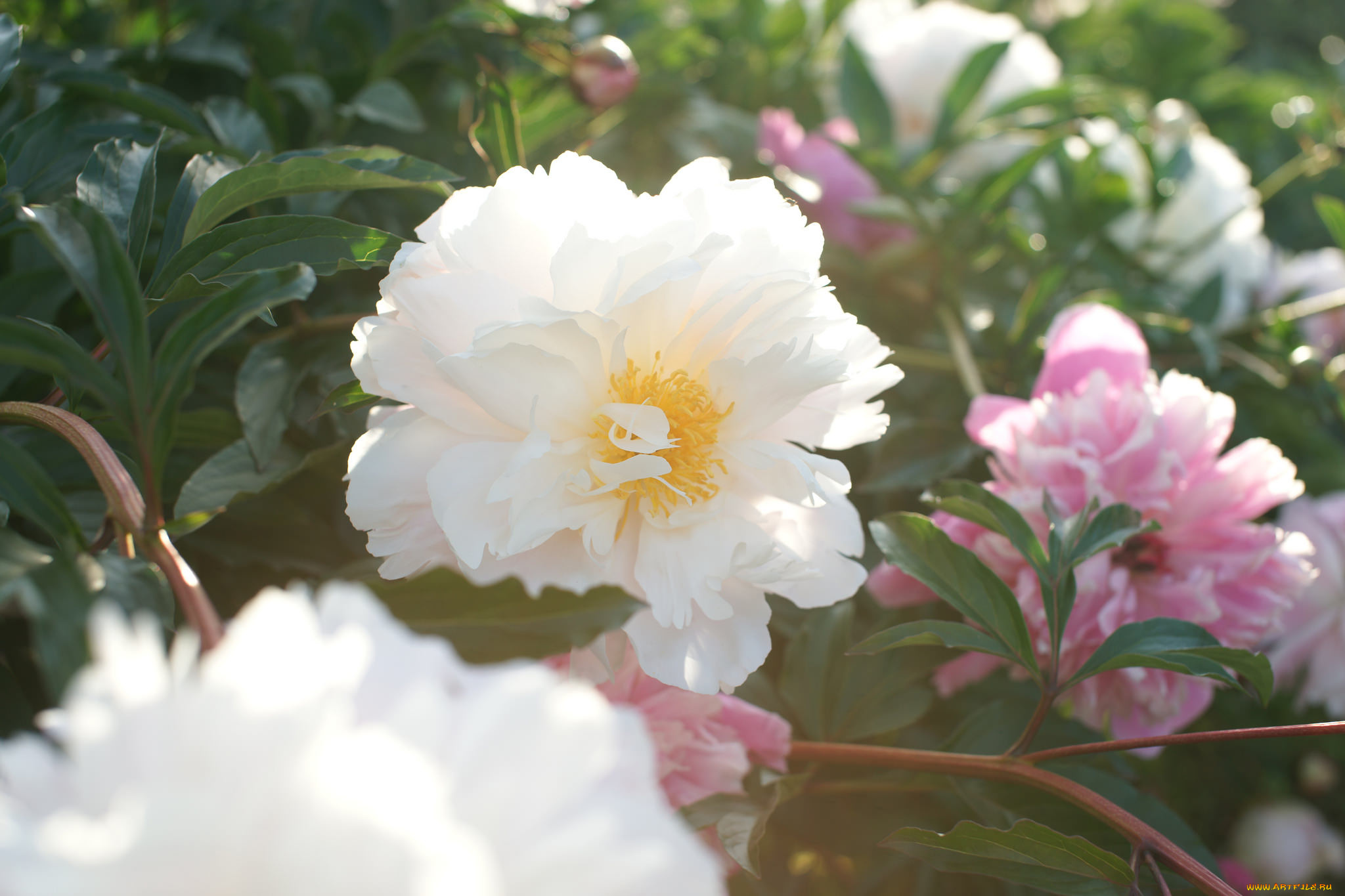 цветы, пионы, лепестки, бутон, пион, цветение, листья