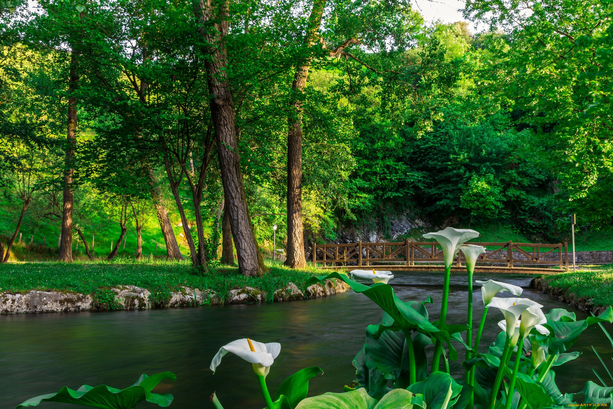 природа, реки, озера, река, лес