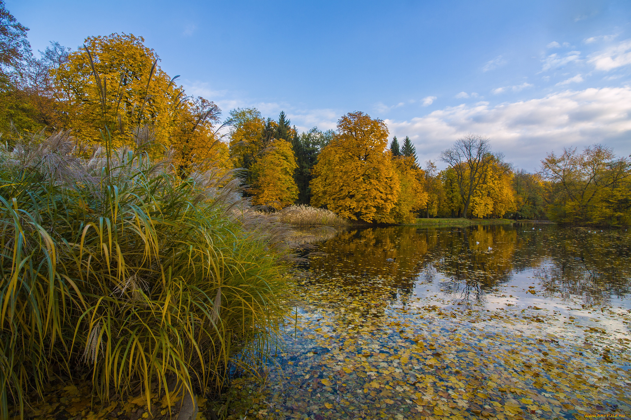 природа, реки, озера, река, лес