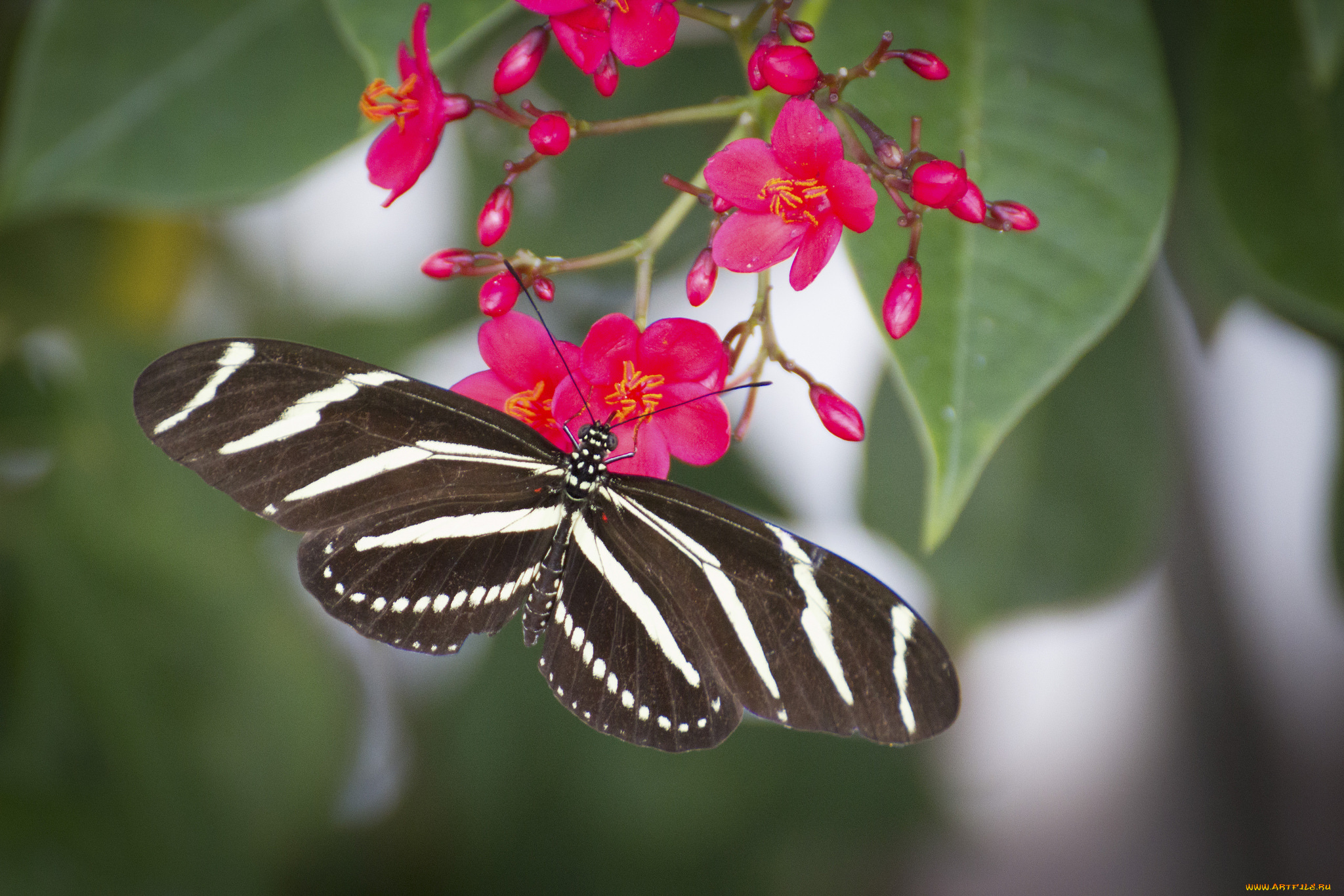 животные, бабочки, , мотыльки, , моли, бабочка, butterfly, расцветка, яркость, colors, brightness