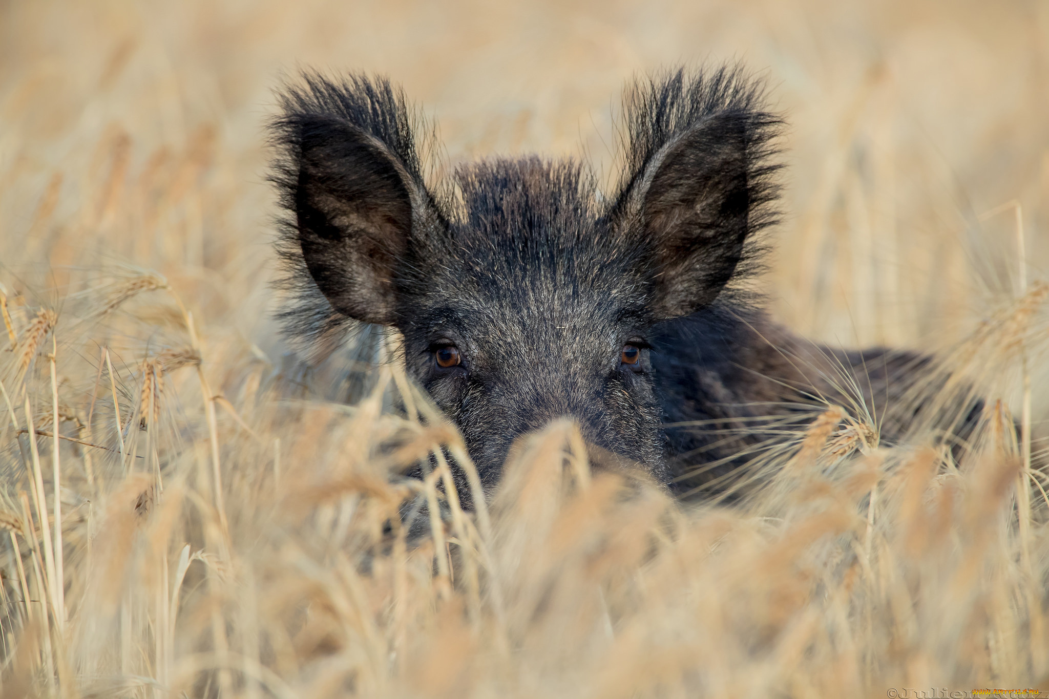 животные, свиньи, , кабаны, хрюша, пшеница, черный