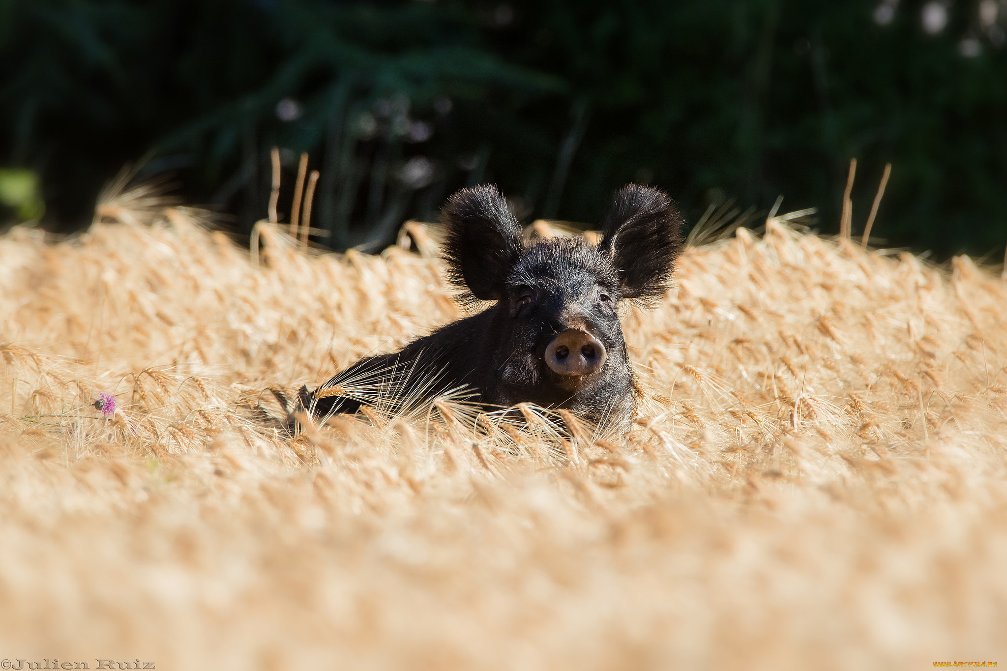 животные, свиньи, , кабаны, пшеница, хрюша, черный