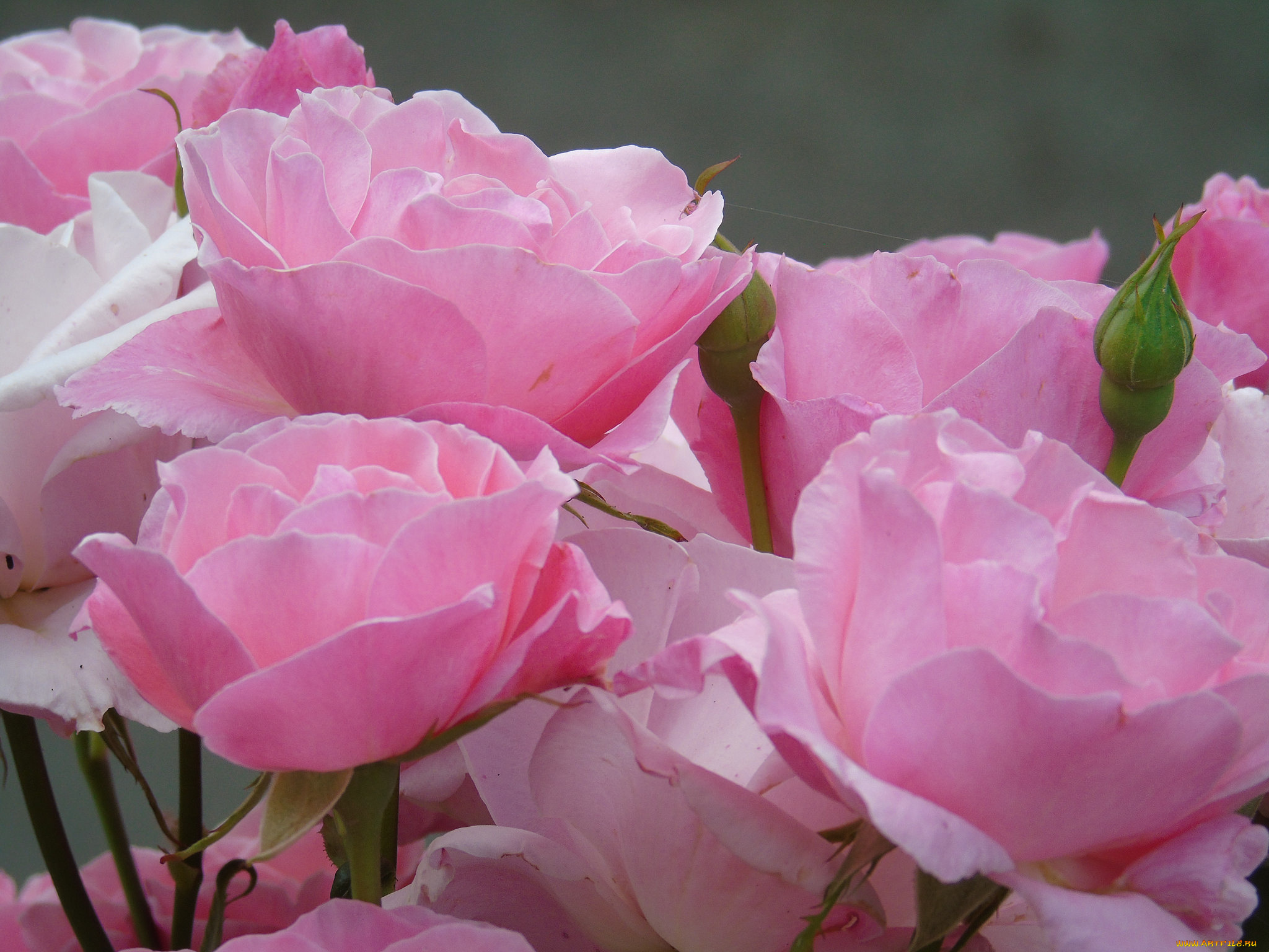 цветы, розы, rose, листья, лепестки, роза, бутон, blossoms, leaves, petals, bud, цветение