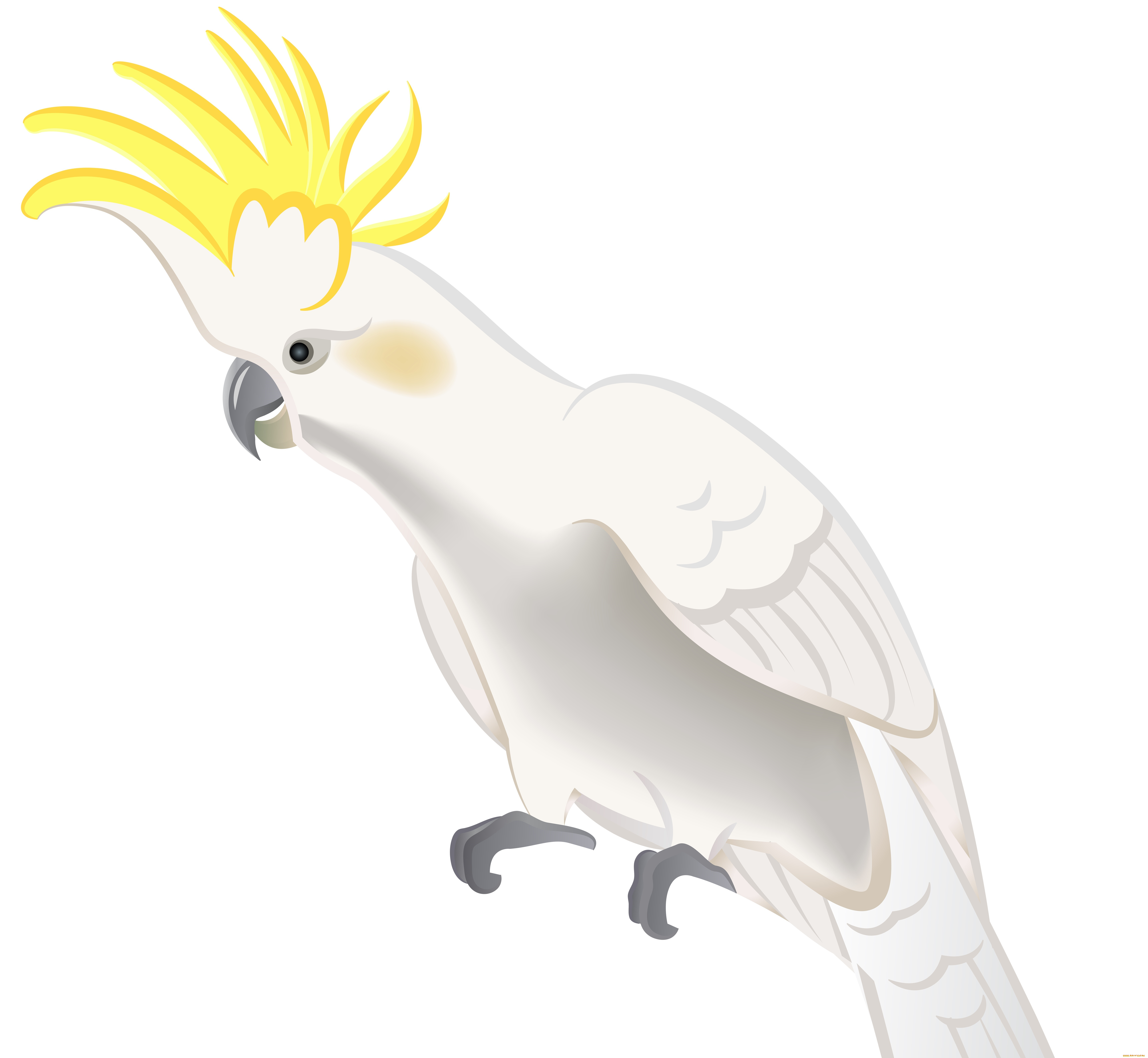 векторная, графика, животные, , animals, попугай, фон