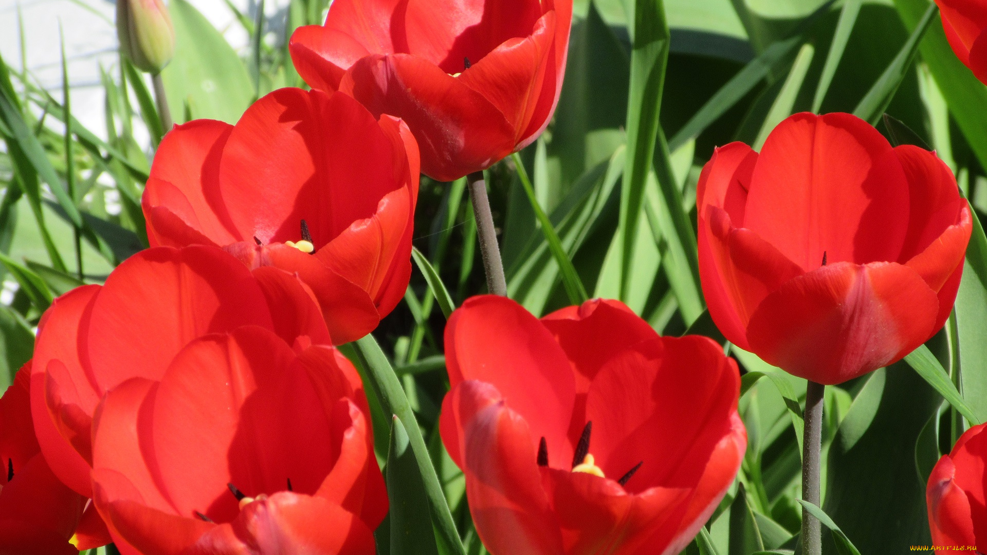 цветы, тюльпаны, весна, 2018