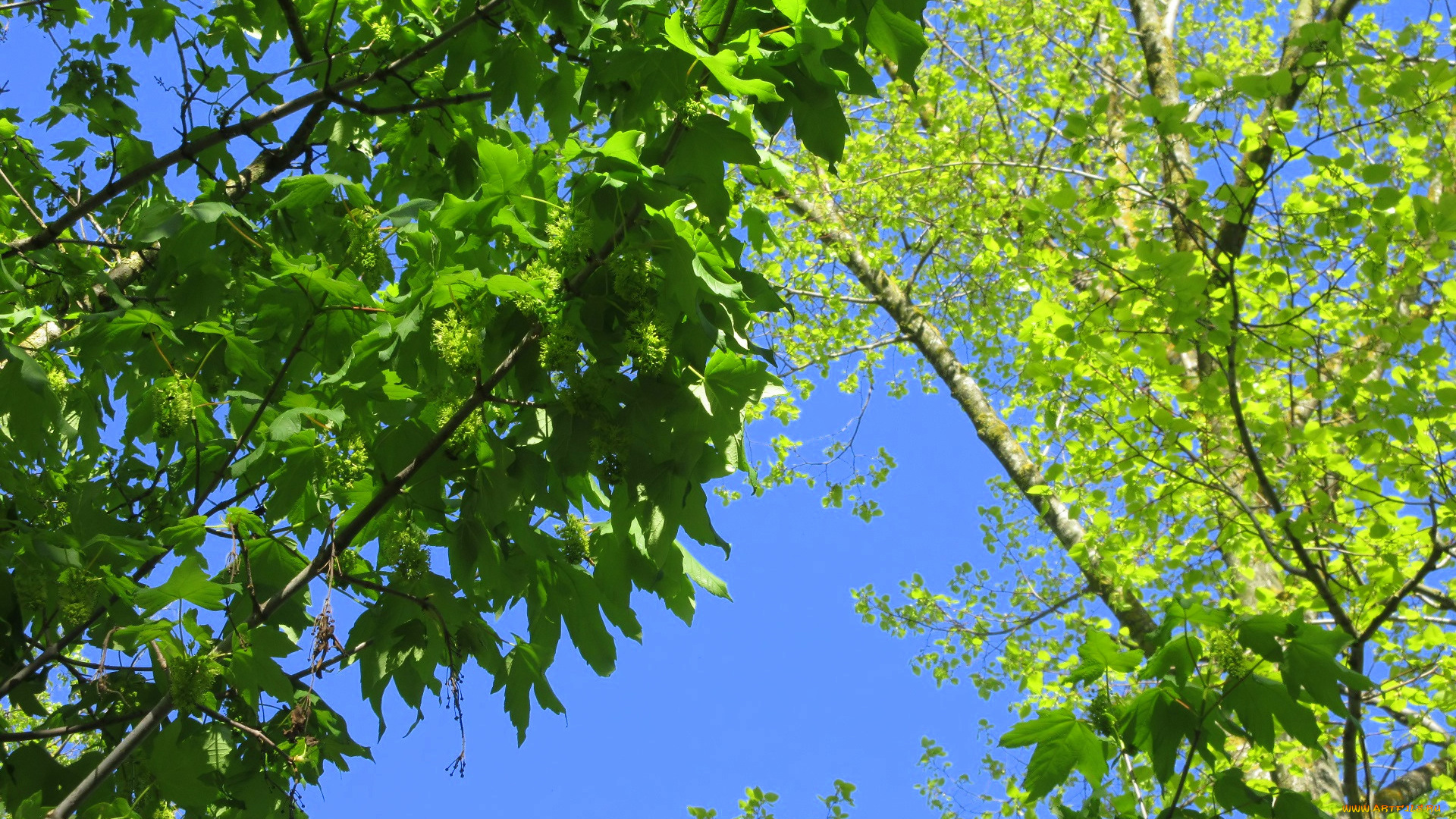 природа, деревья, весна, 2018