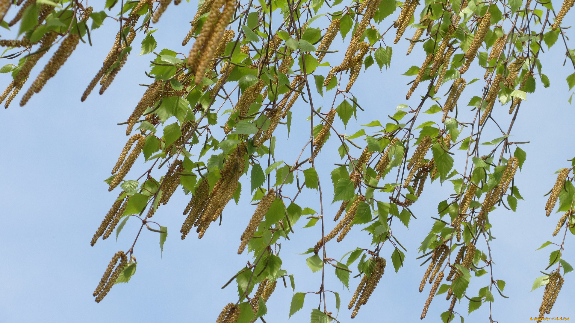 природа, листья, весна, 2018