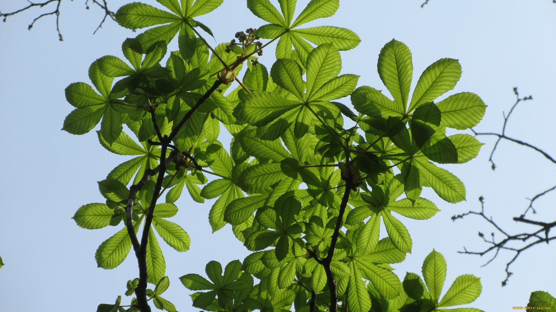 природа, листья, весна, 2018