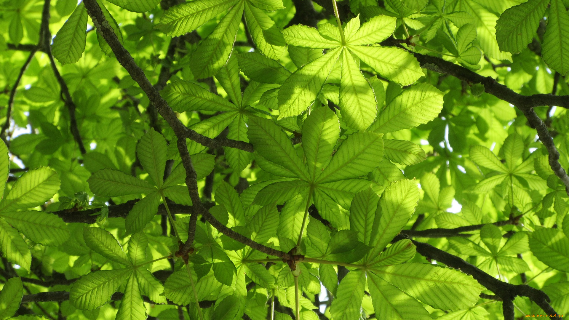 природа, листья, весна, 2018