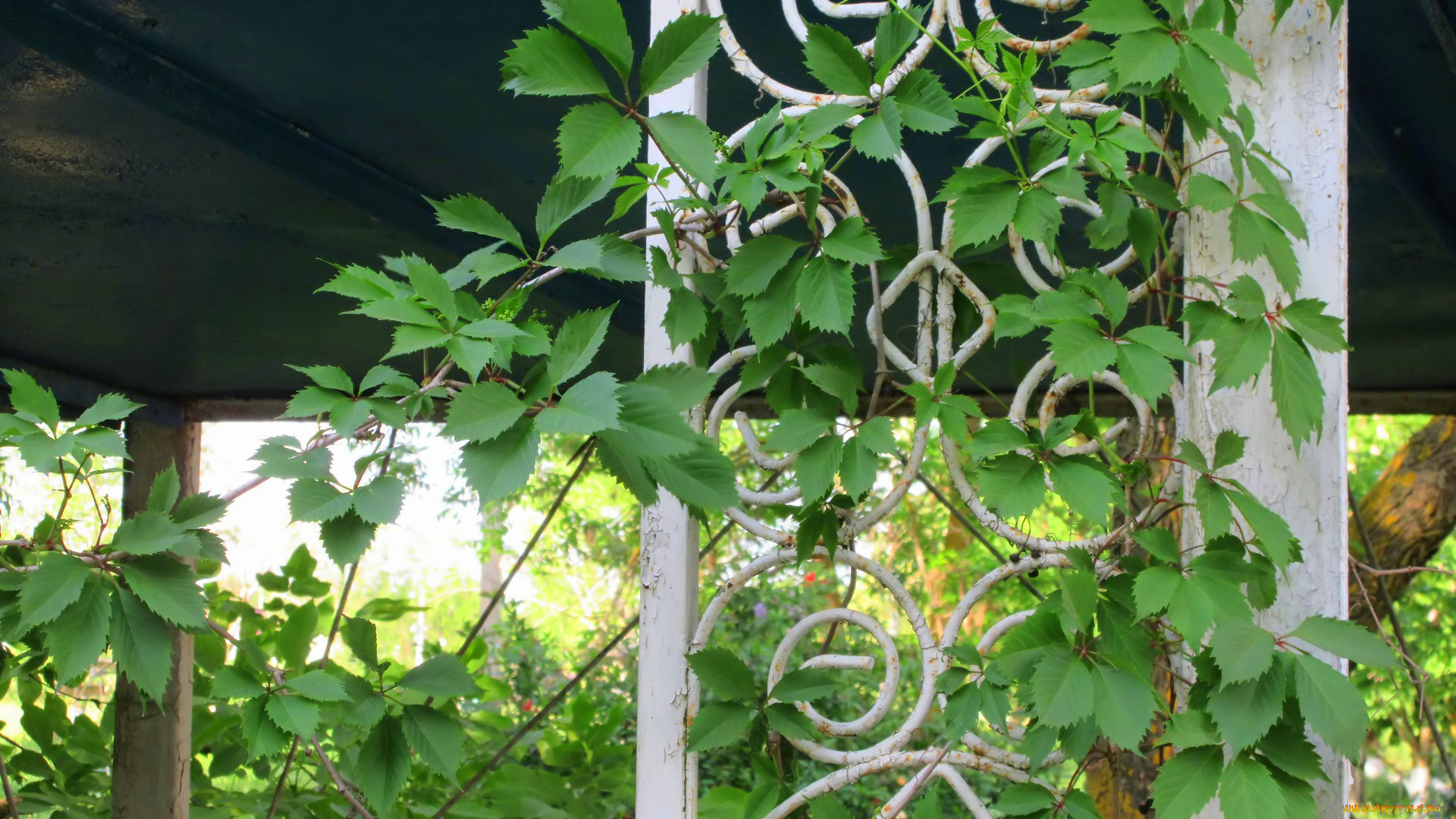 природа, листья, весна, 2018