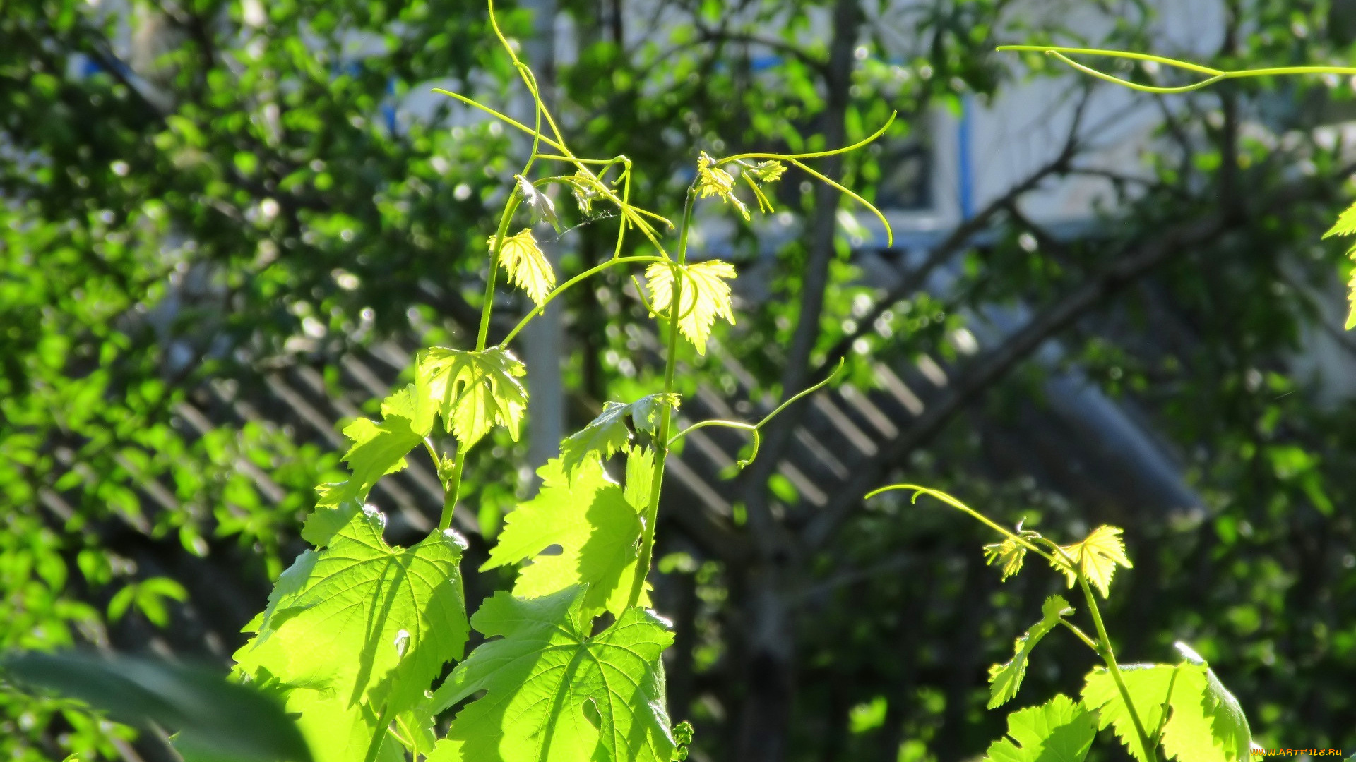 природа, листья, весна, 2018