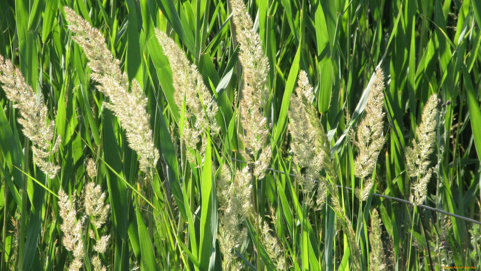 природа, макро, лето, 2018