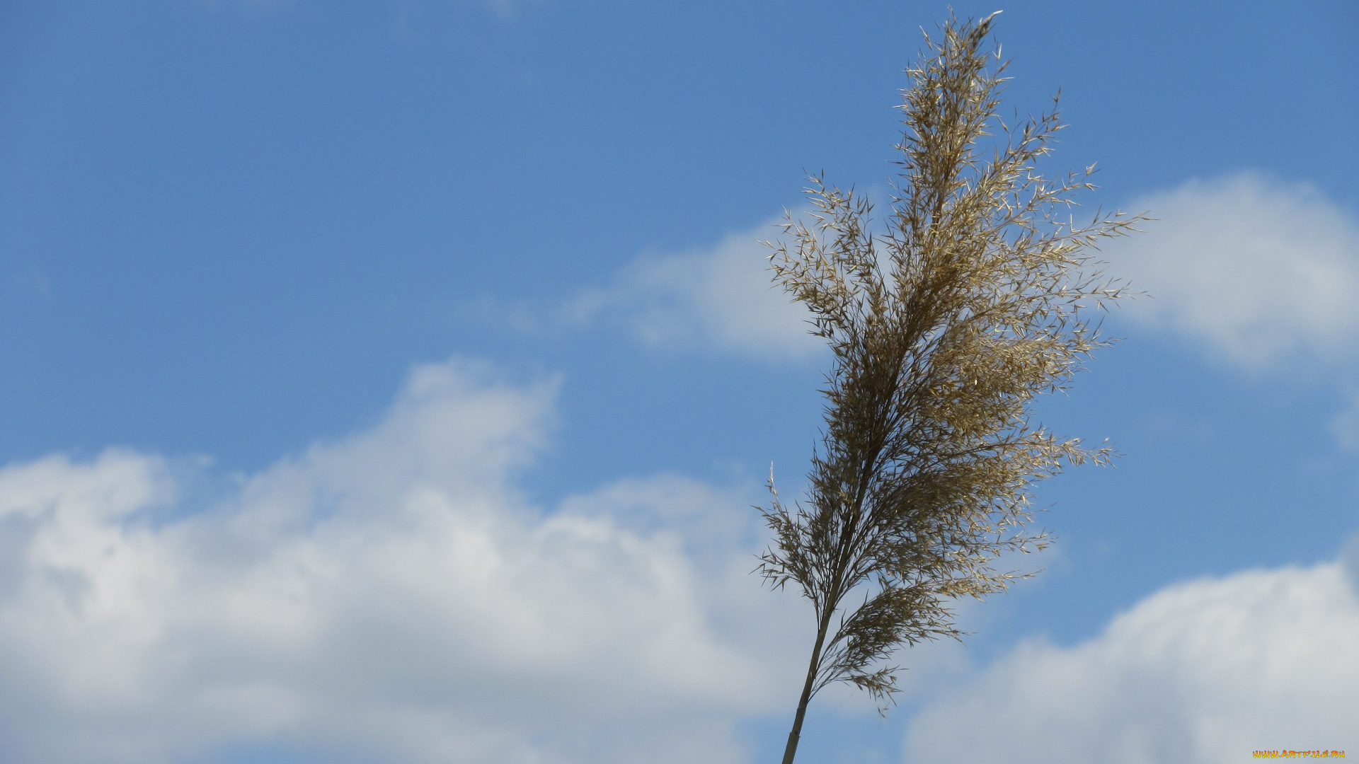 природа, макро, весна, 2018