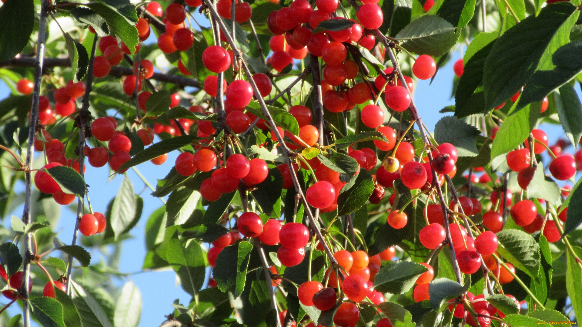 природа, Ягоды, лето, 2018