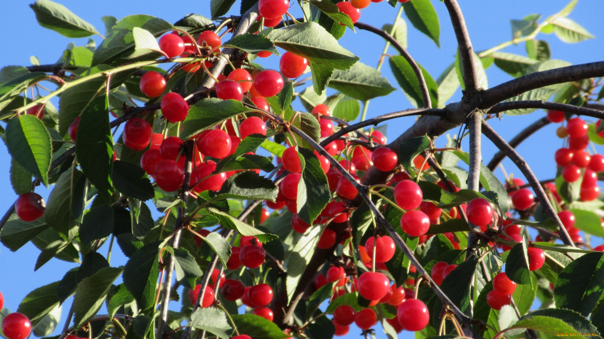 природа, Ягоды, лето, 2018