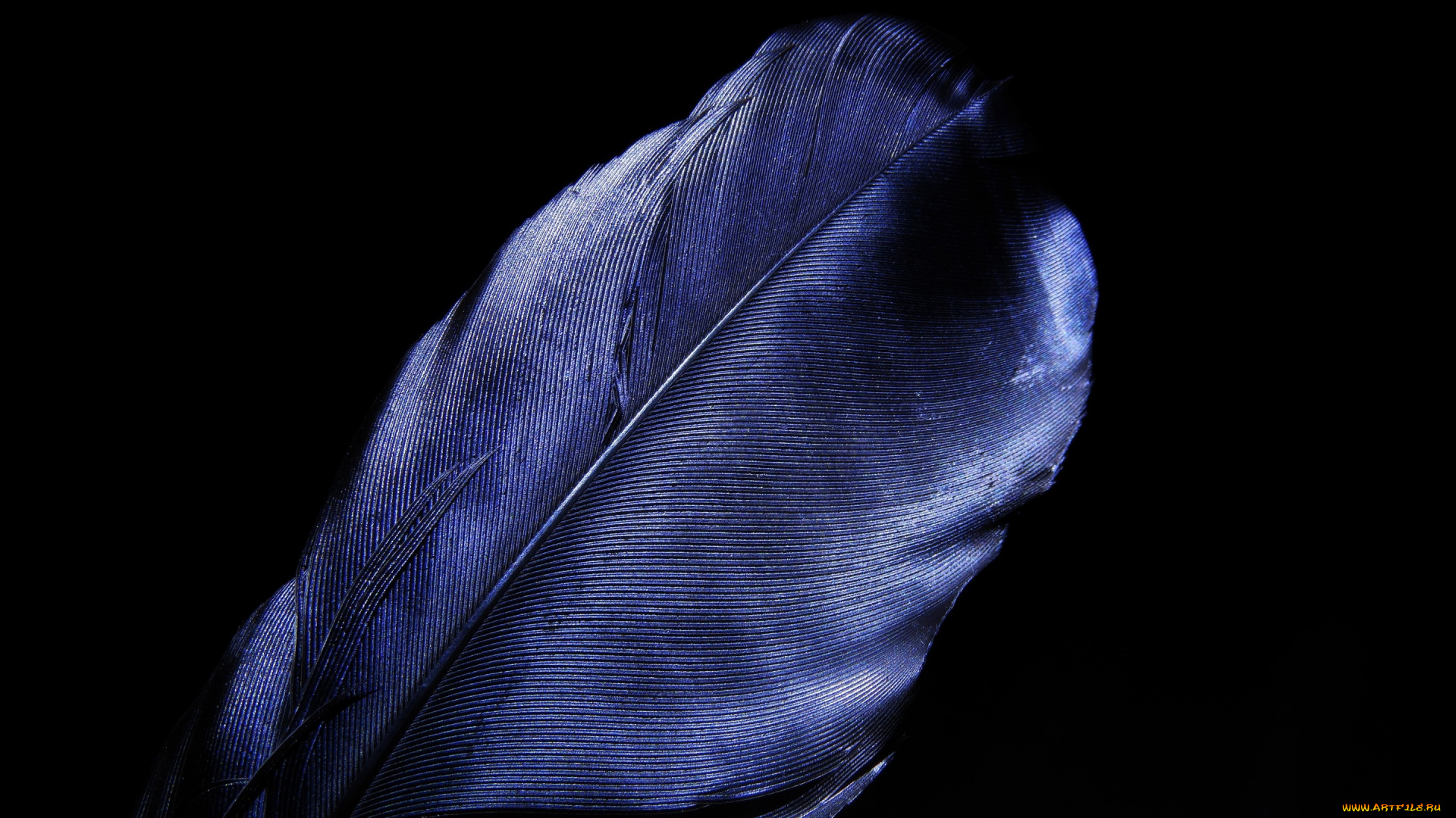 разное, перья, перо, черный, фон, макро