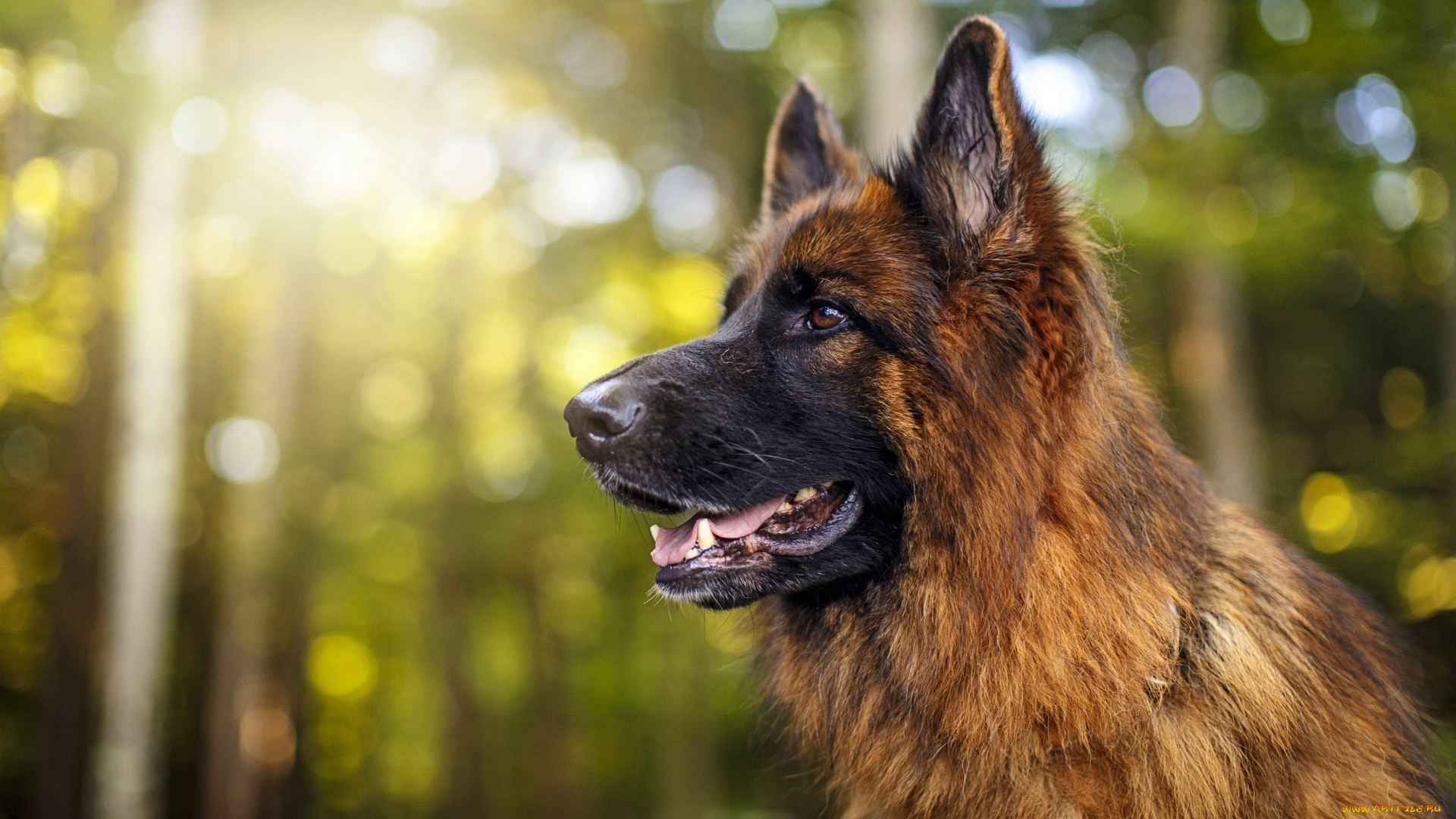 собака, животные, собаки