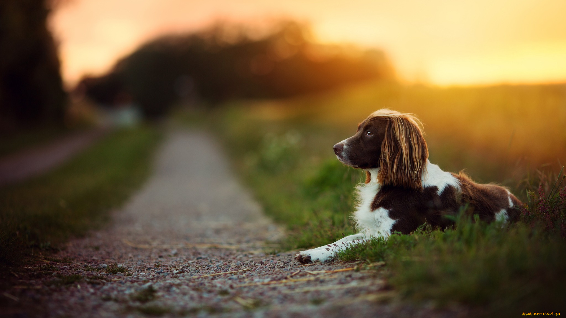 собака, животные, собаки