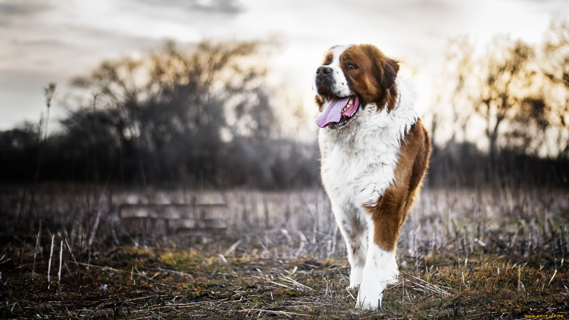 собака, животные, собаки