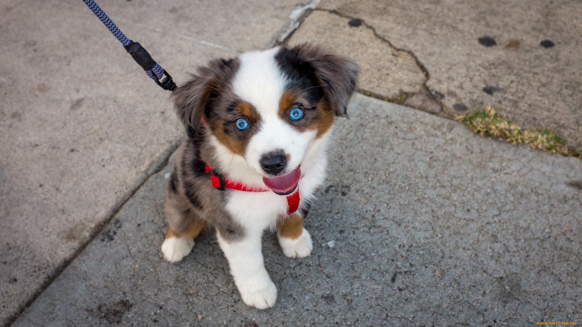 собака, животные, собаки