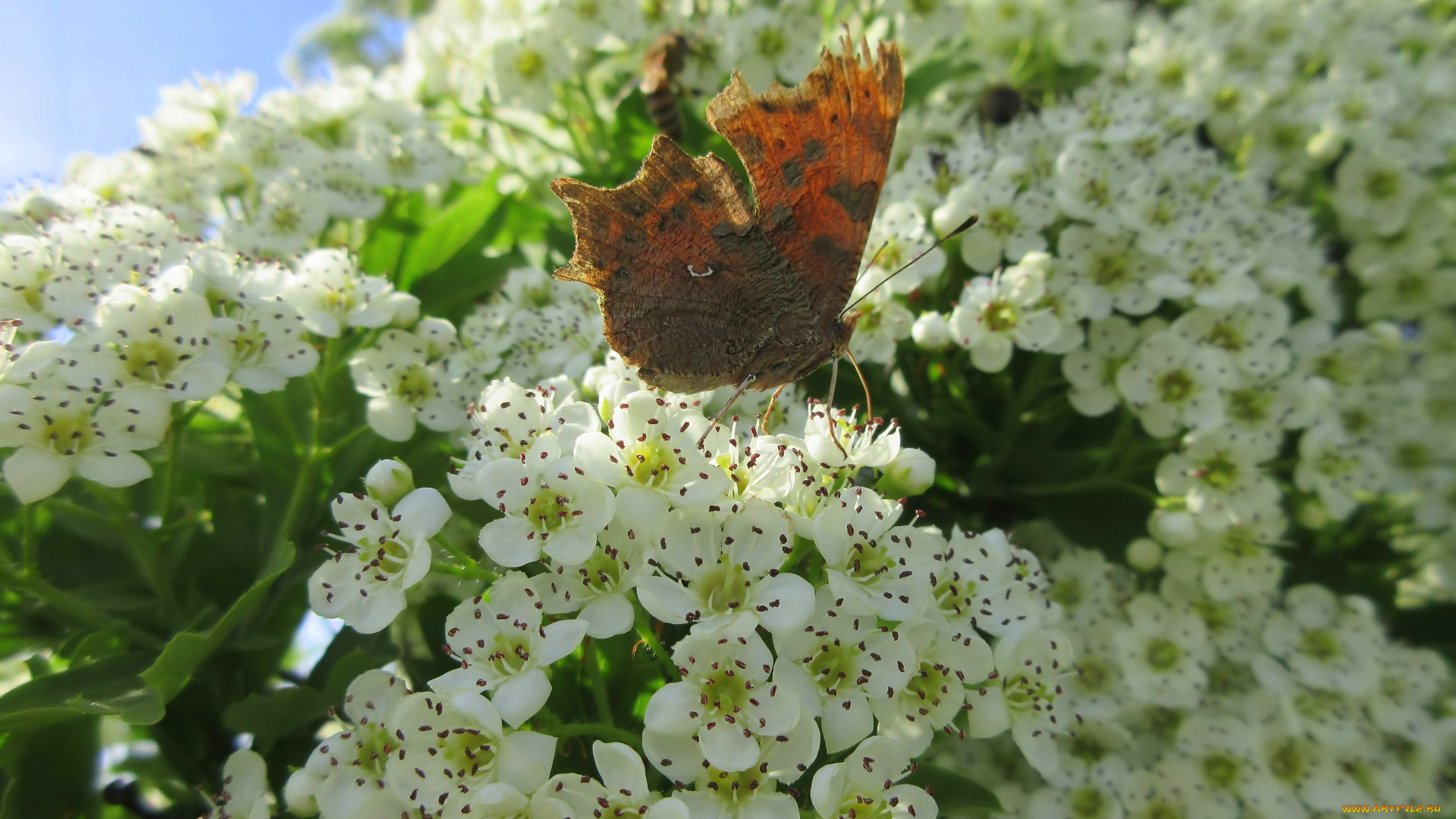 животные, бабочки, , мотыльки, , моли, весна, 2018