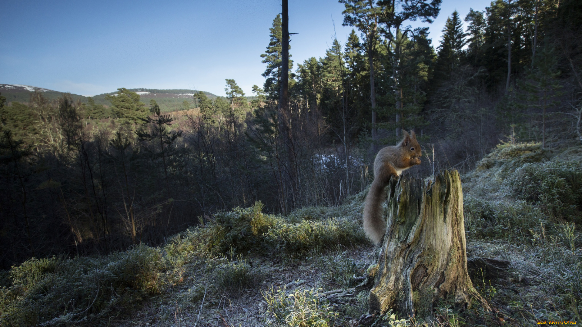 животные, белки, хвост, белка, лес, пень