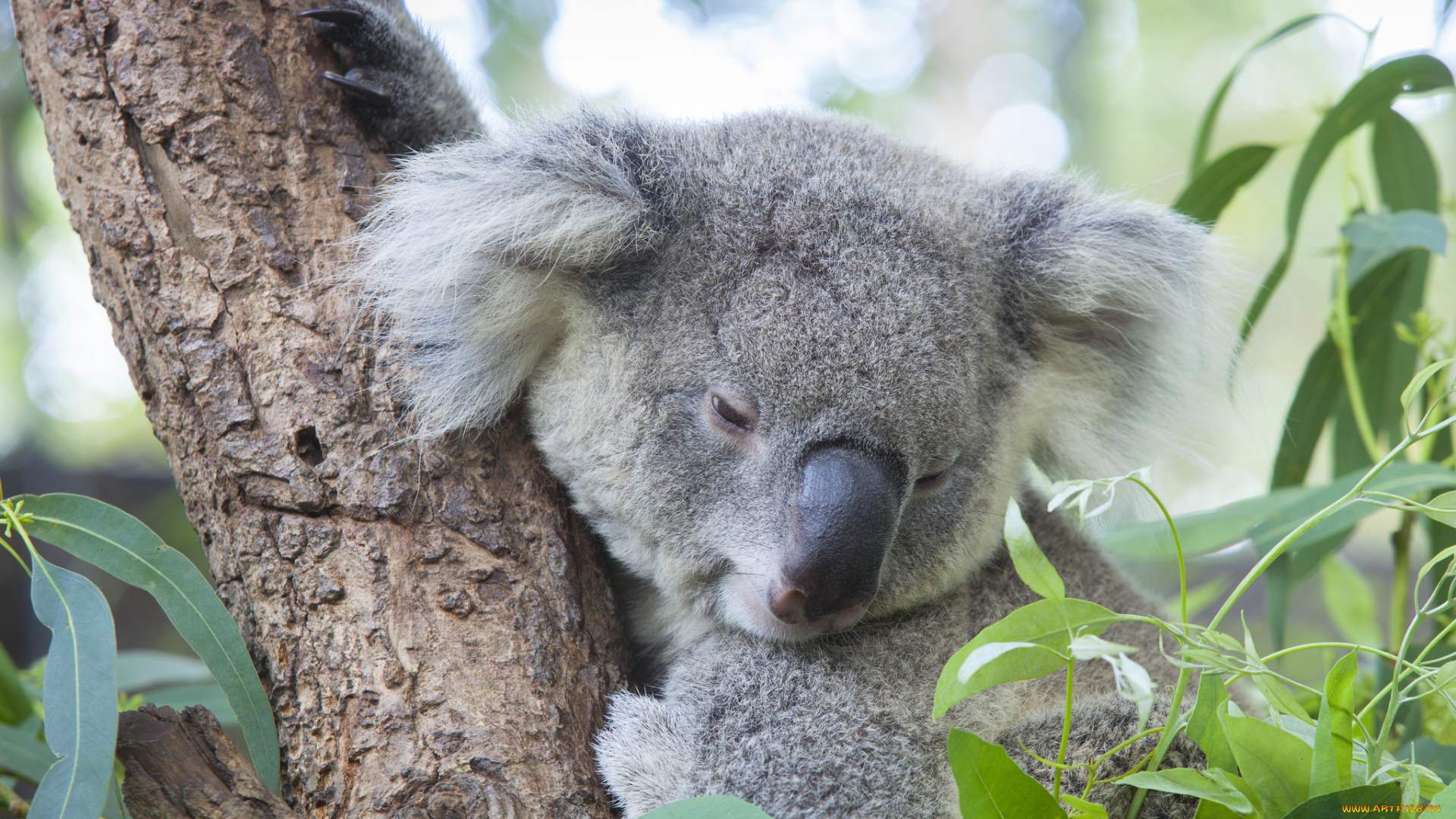 животные, коалы, медвежонок