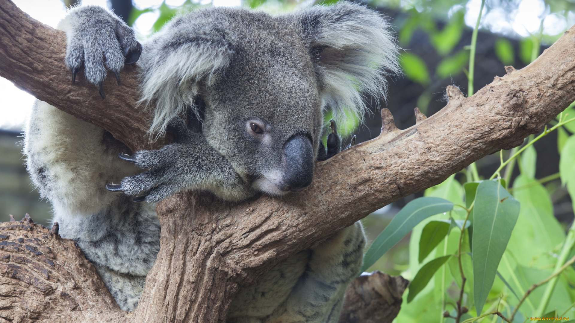 животные, коалы, медвежонок