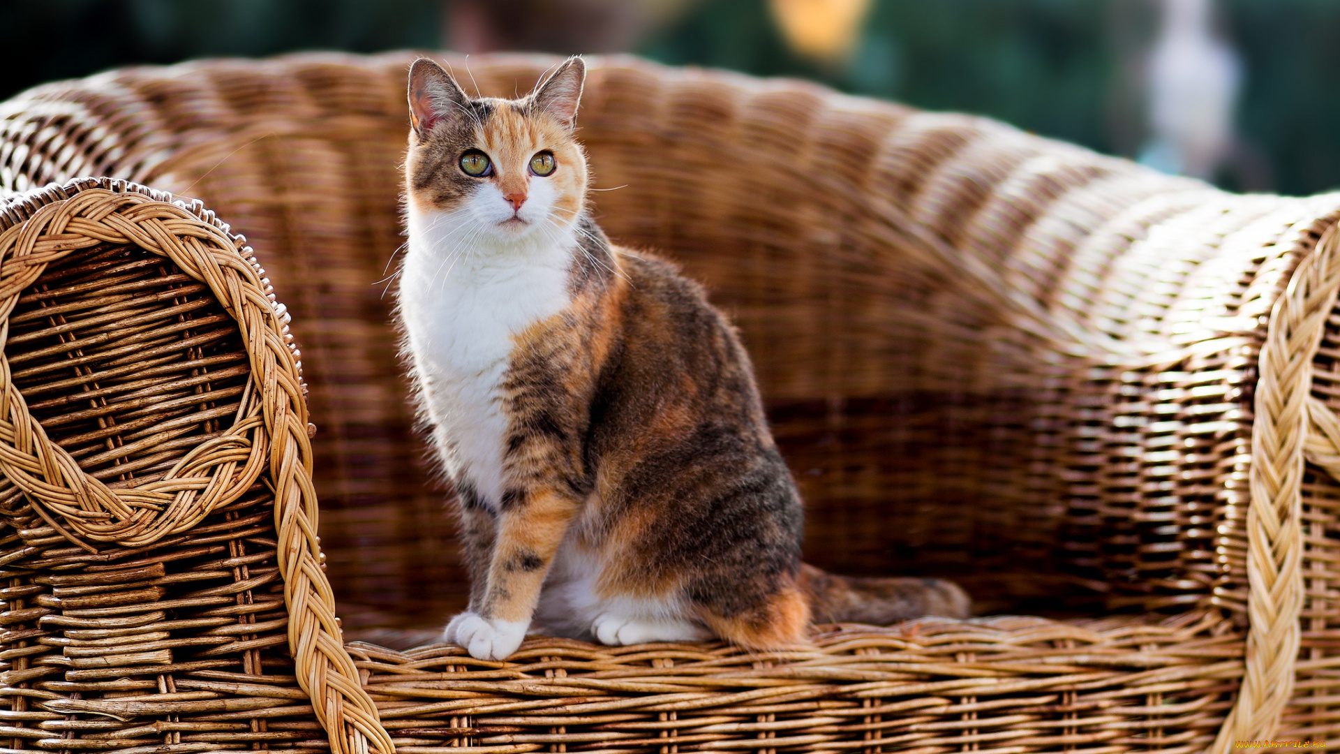 животные, коты, кресло, кошка, шерсть