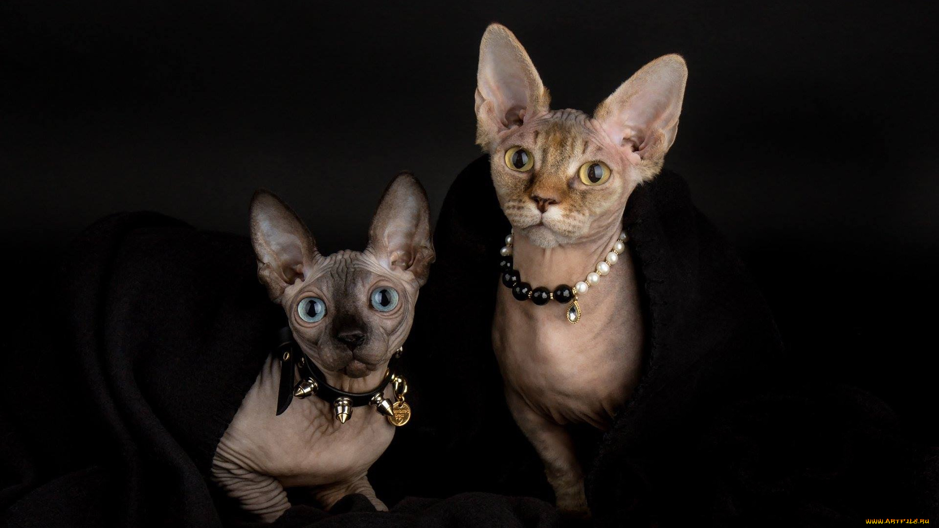 животные, коты, портрет, стиль, взгляд, мордочки, котята, парочка, тёмный, фон, ожерелье, кошки, ошейник