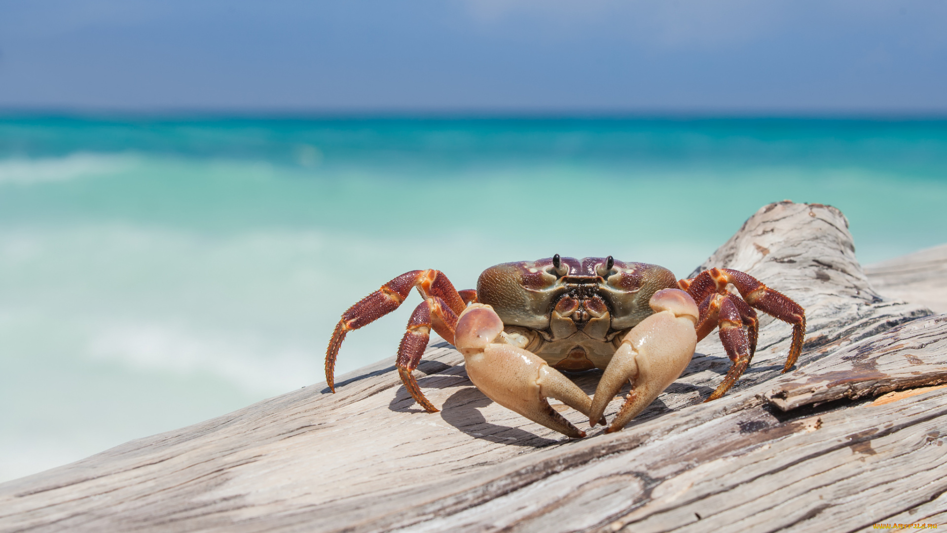 животные, крабы, , раки, берег