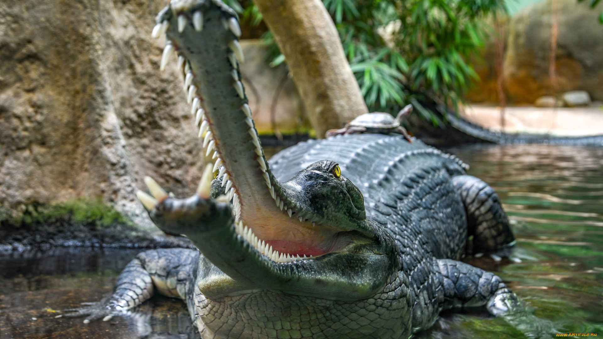 животные, крокодилы, хищник