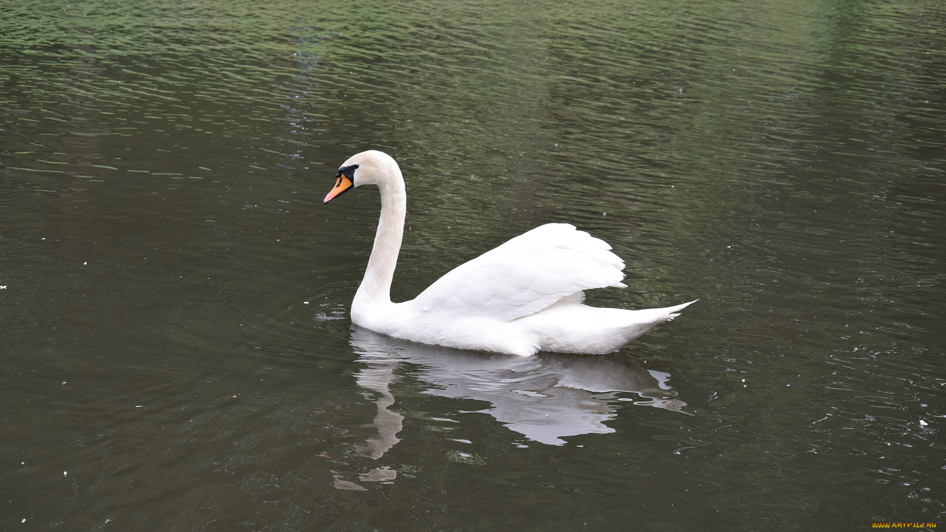 животные, лебеди, водоем