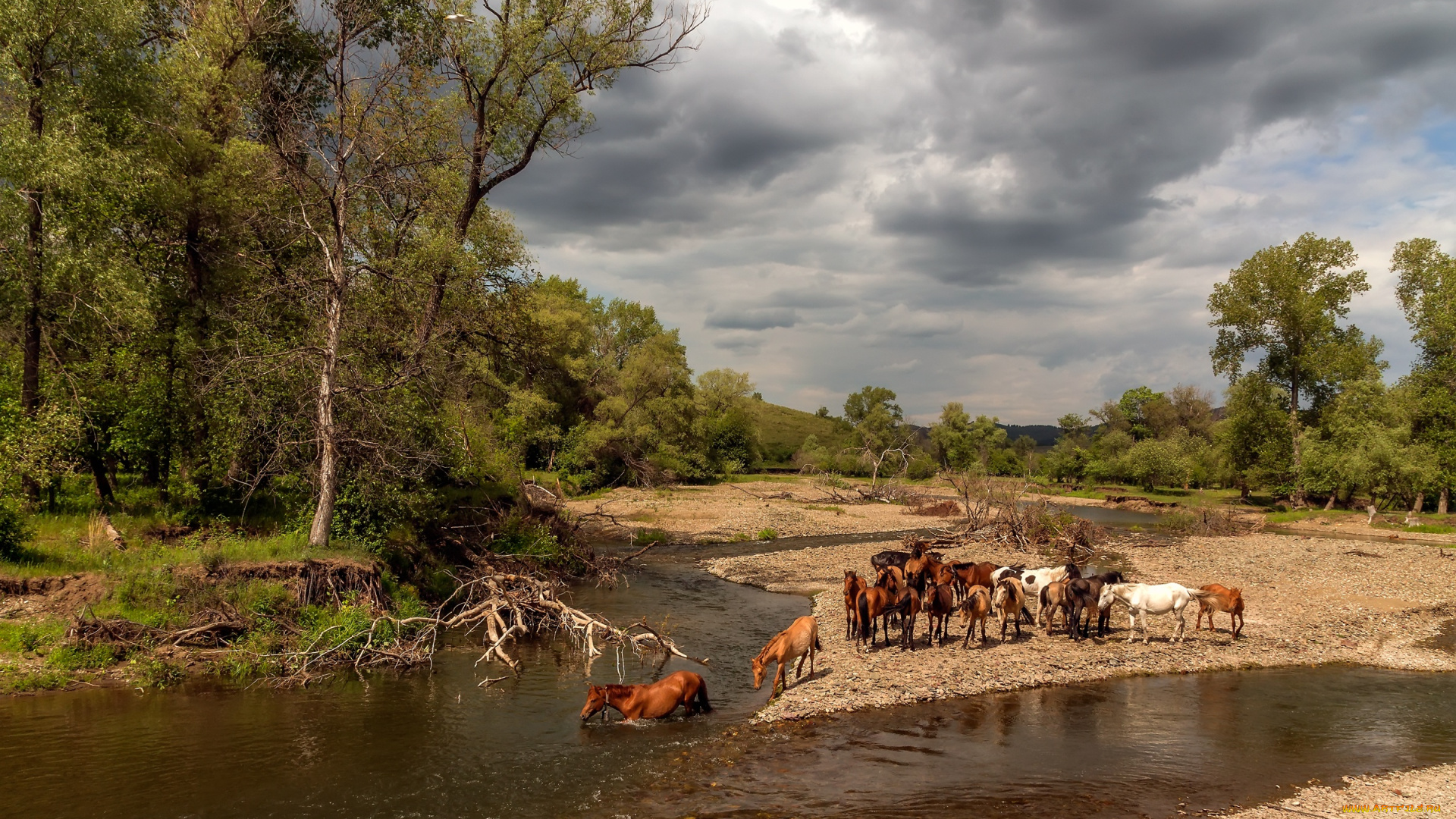 животные, лошади, деревья, россия, живописно, пейзаж, природа, тучи, сказочная, красота, река, купание, берег, лес, облака, кони, ветви, стадо, лето, вода, небо, водоем, жара