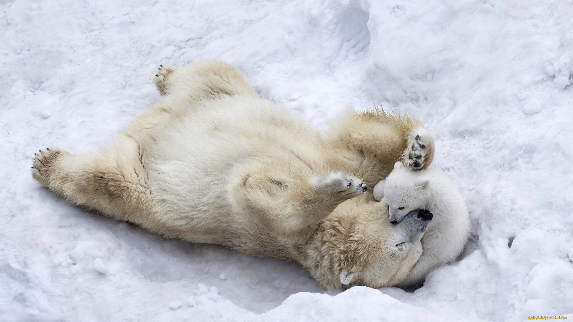 животные, медведи, winter, puppy, mother, playing, son, wildlife, animals, paws, nature, ice, fur, polar, bears, snow, wild