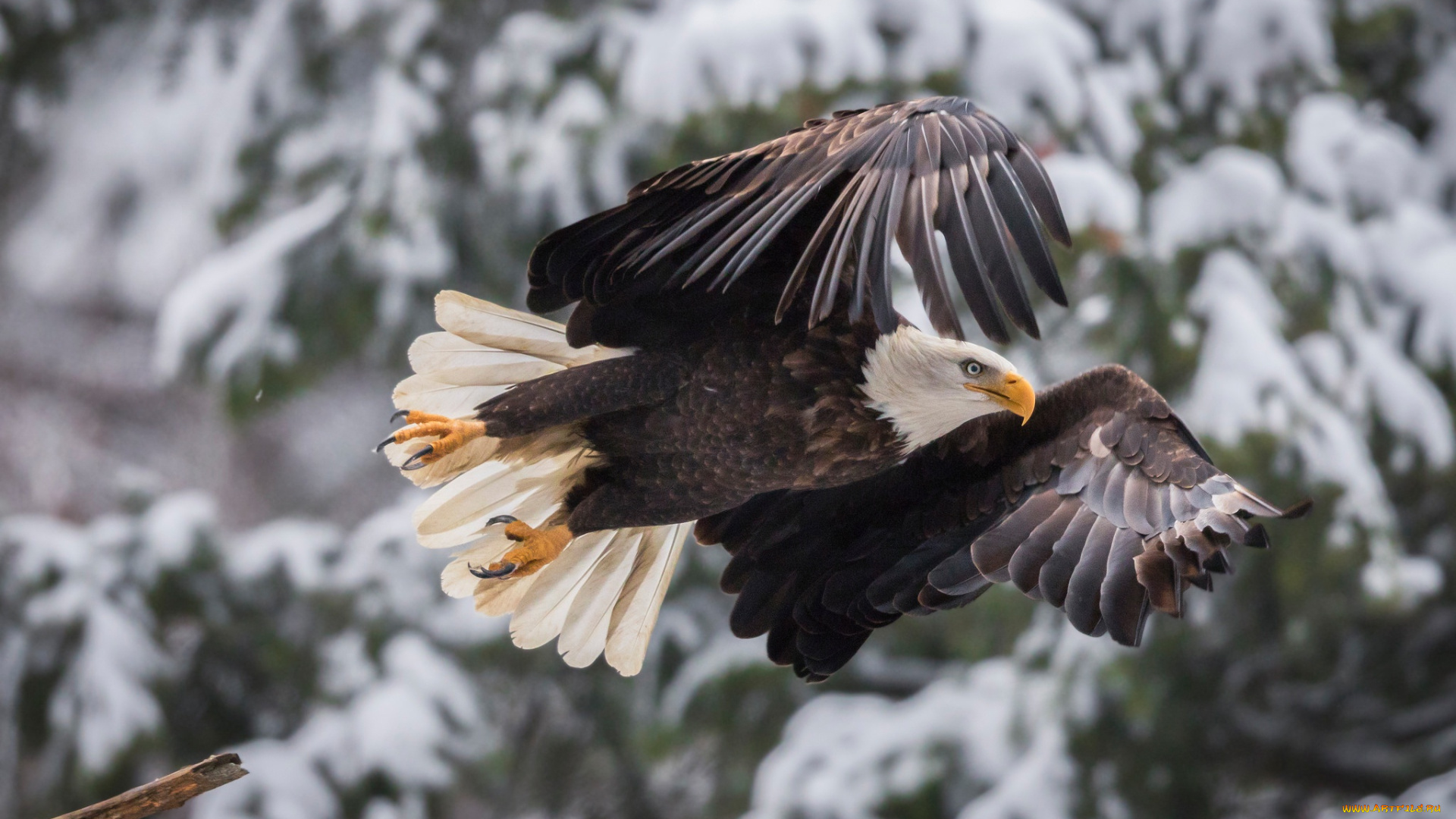 животные, птицы, -, хищники, боке, белоголовый, орлан, крылья, птица, полёт