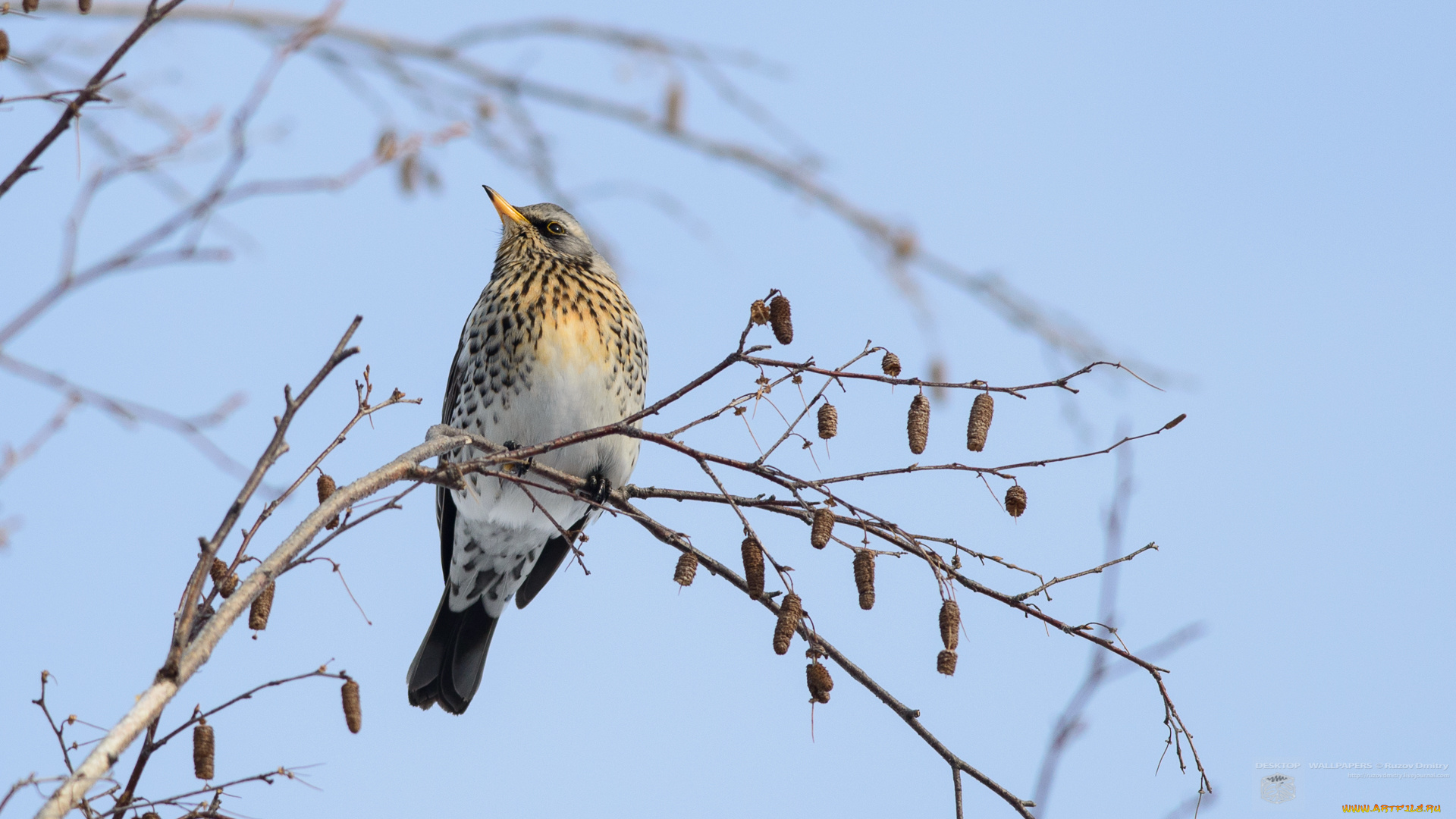 животные, птицы, семена, ветки, дерево, птица, небо