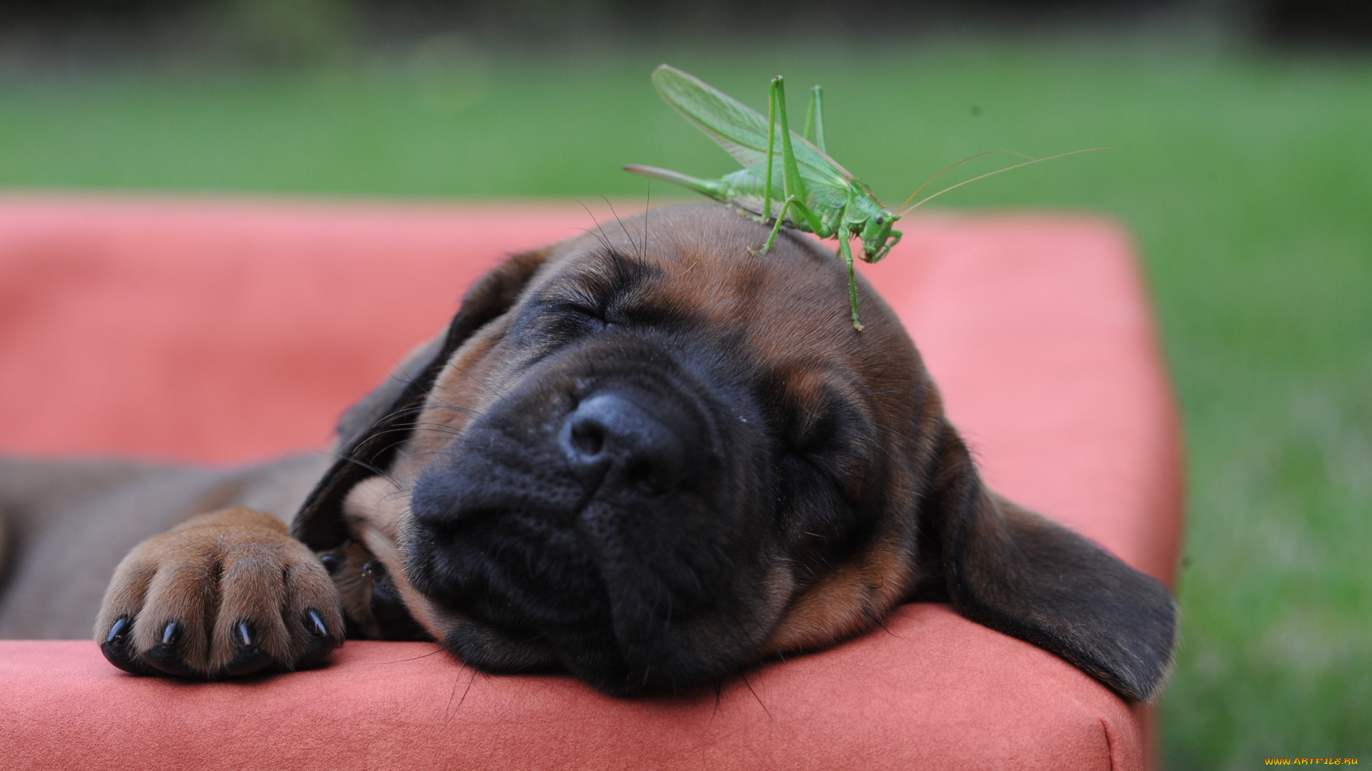 животные, разные, вместе, щенок, бульмастиф, сон, кузнечик, кресло