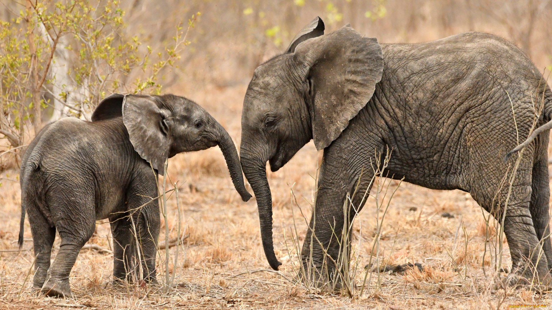 животные, слоны, хобот, малыш